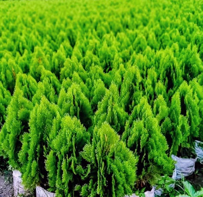 Thuja Plant