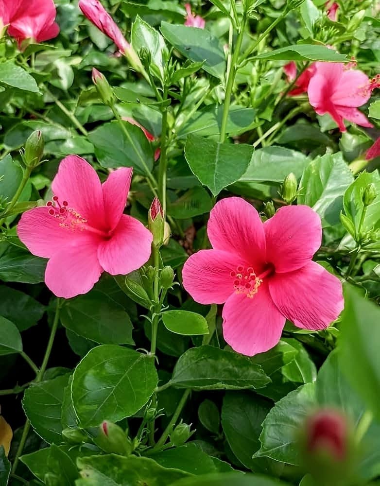 Laxmi Hibiscus Plant