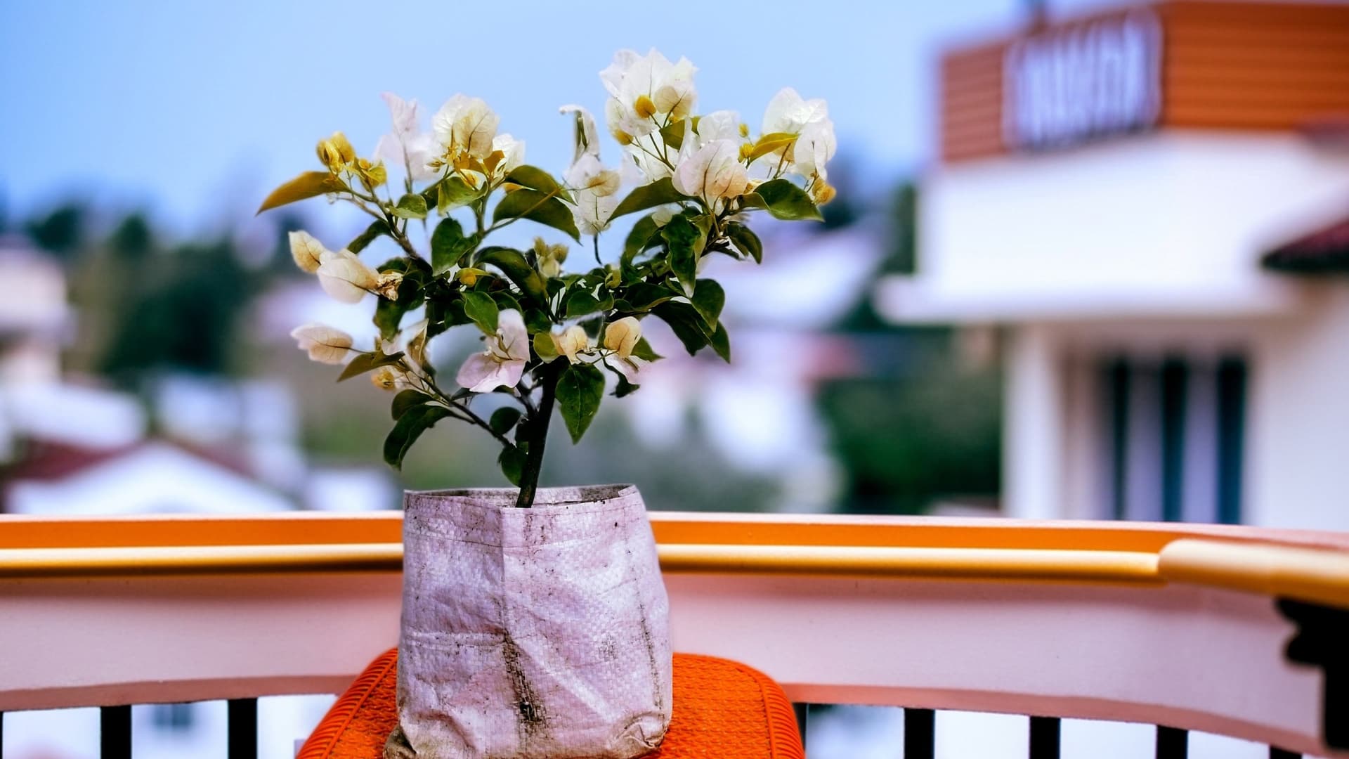 Bougainvillea (White)