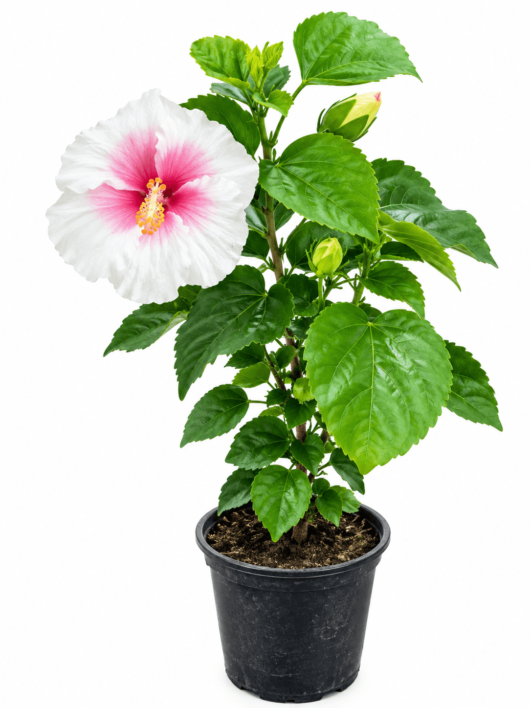 Japanese Rose Hibiscus Plant (White-Pink)