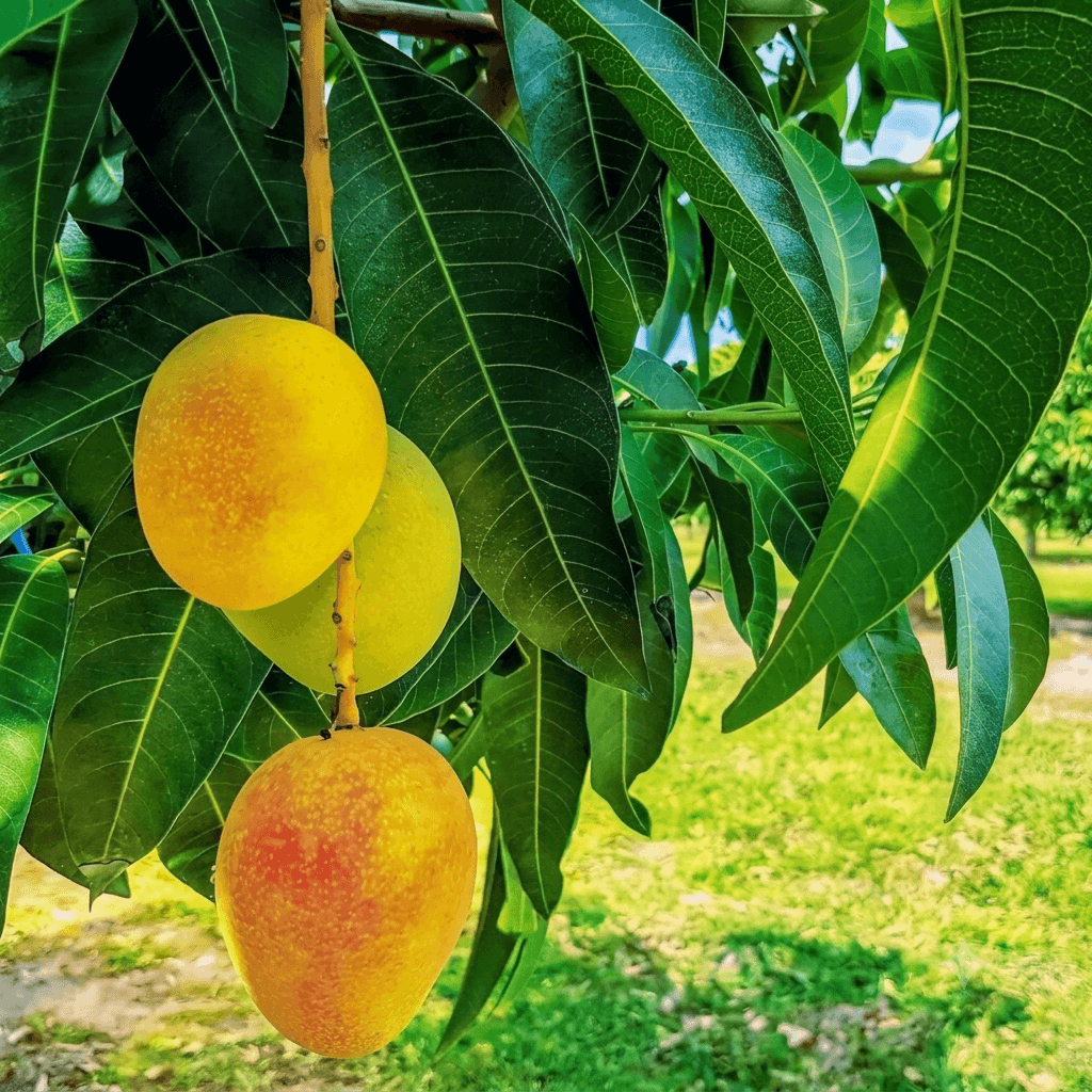 Alphonso Mango Plant