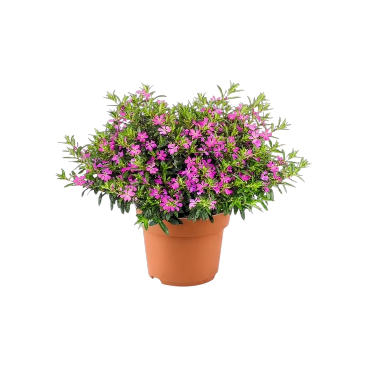 Cuphea Hyssopifolia