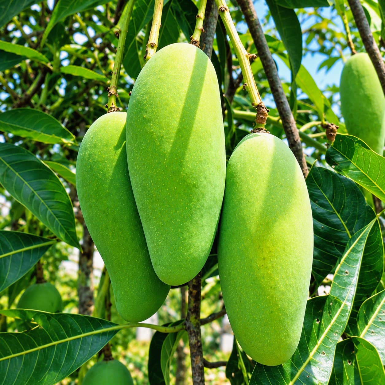 Banana Mango Plant