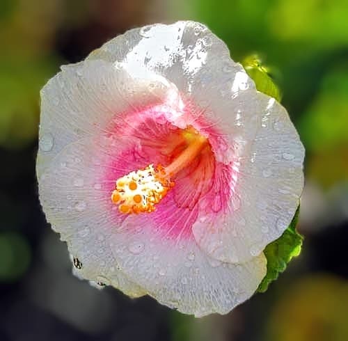 Tropical (White-red)