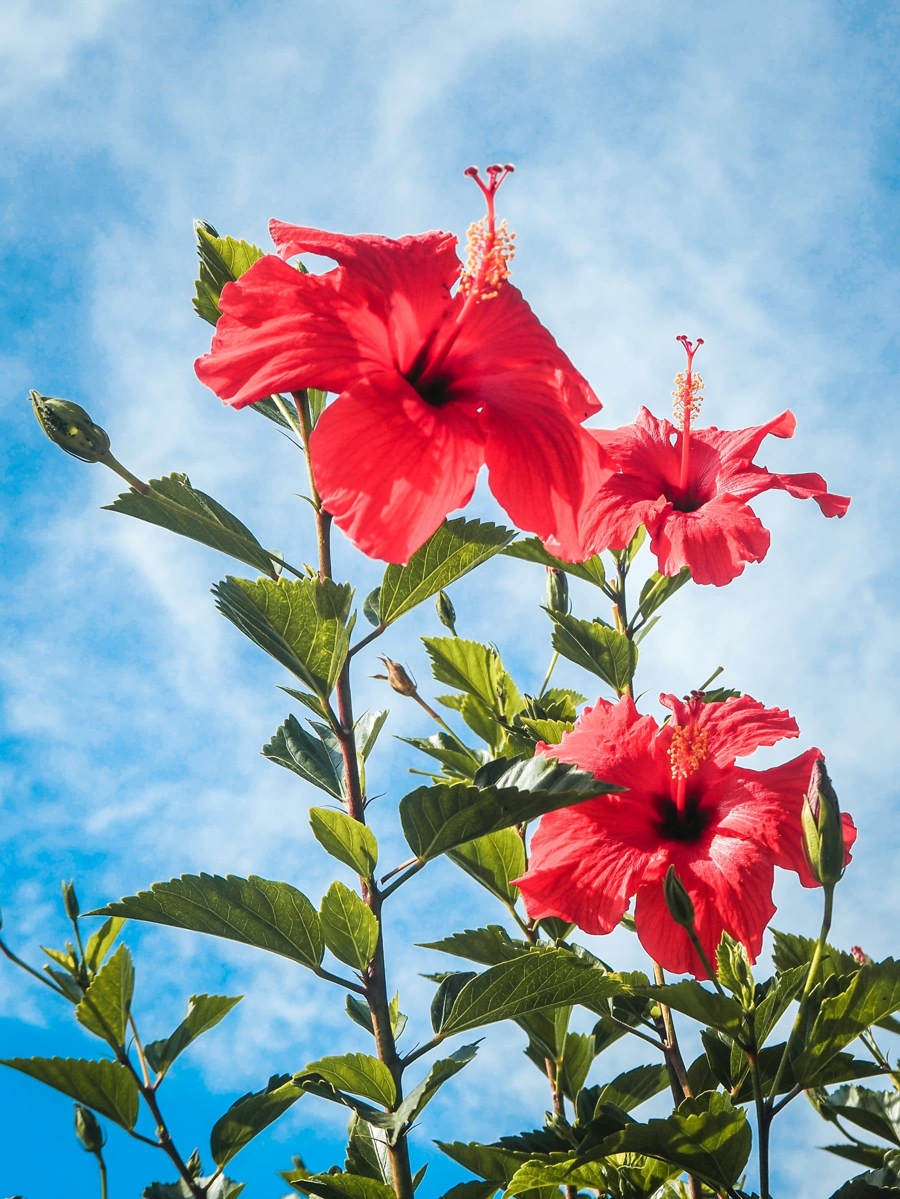 Desi Hibiscus Plant (Red)
