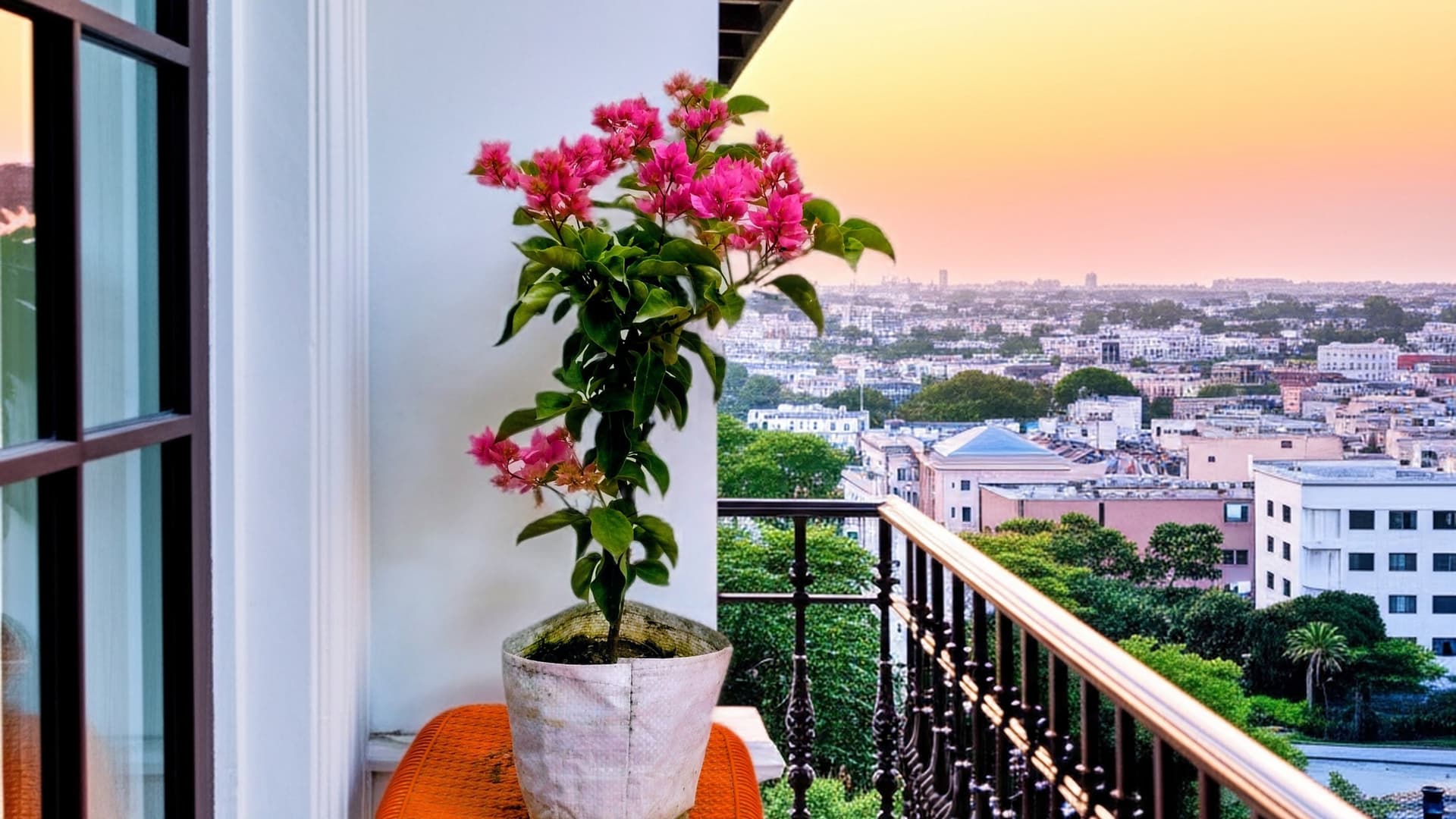 Bougainvillea (Pink)