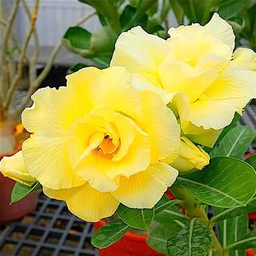 Yellow Adenium Plant