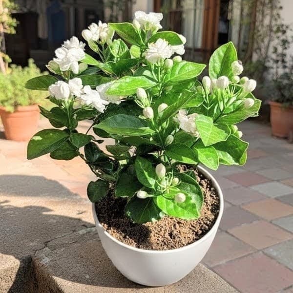 Double Petal Tagar