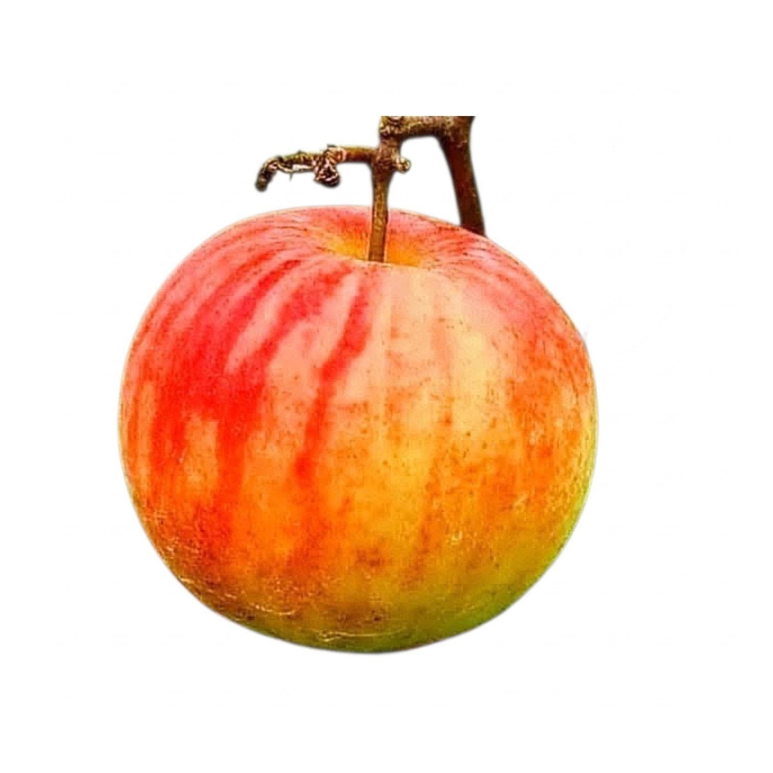 Ball Sundari Apple Ber Plant