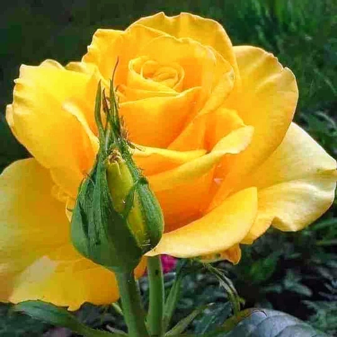 Gold Stick Rose Plant