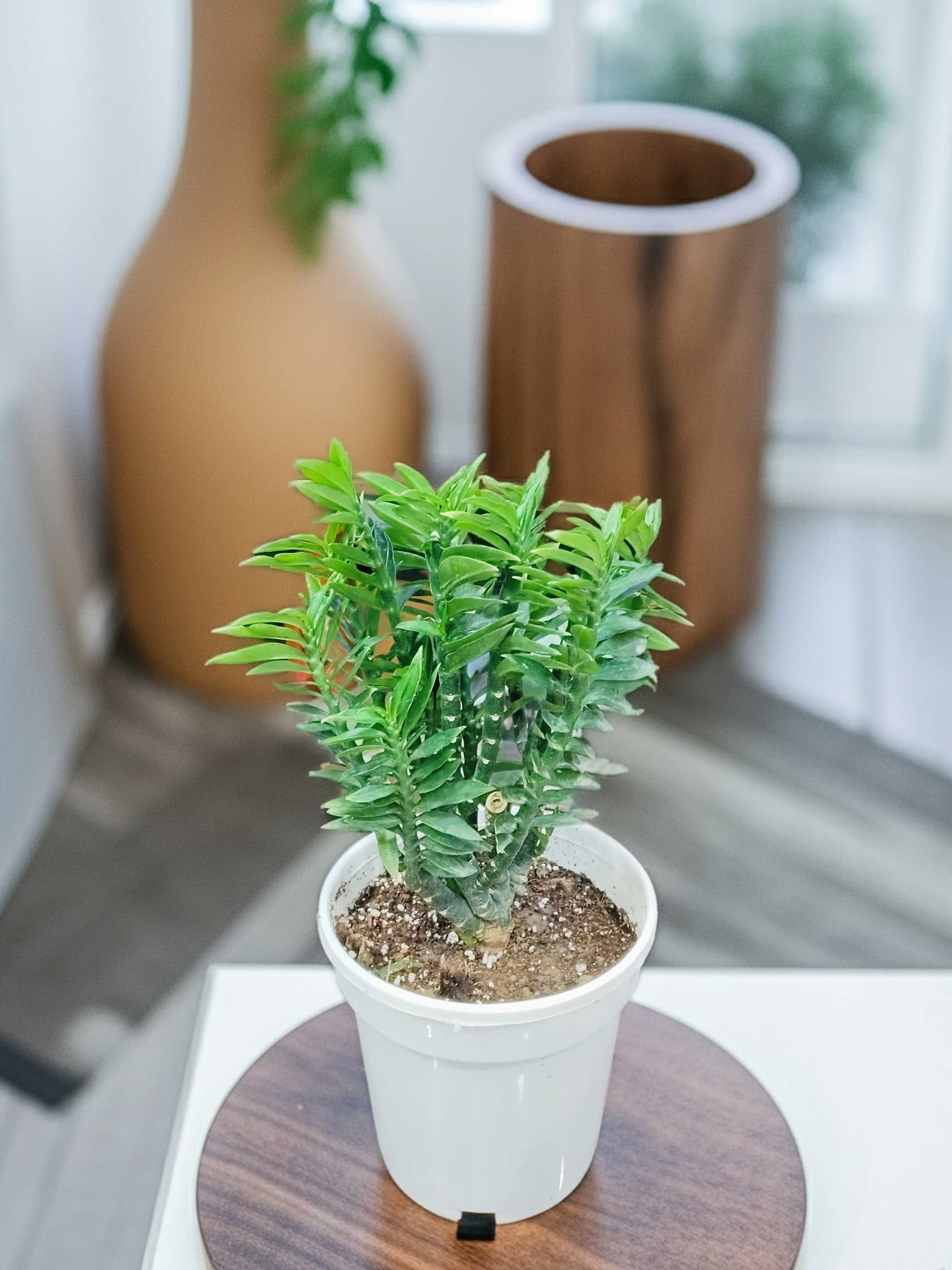 Pedilanthus Plant