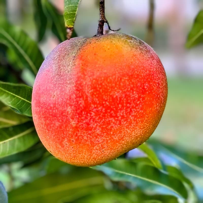Hong Zhu Mango Plant