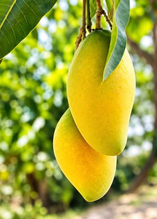 Honeydew Mango Plant