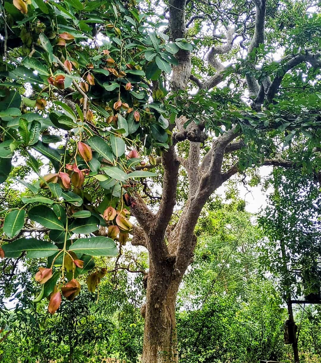 Arjun Tree (Pack of 5)