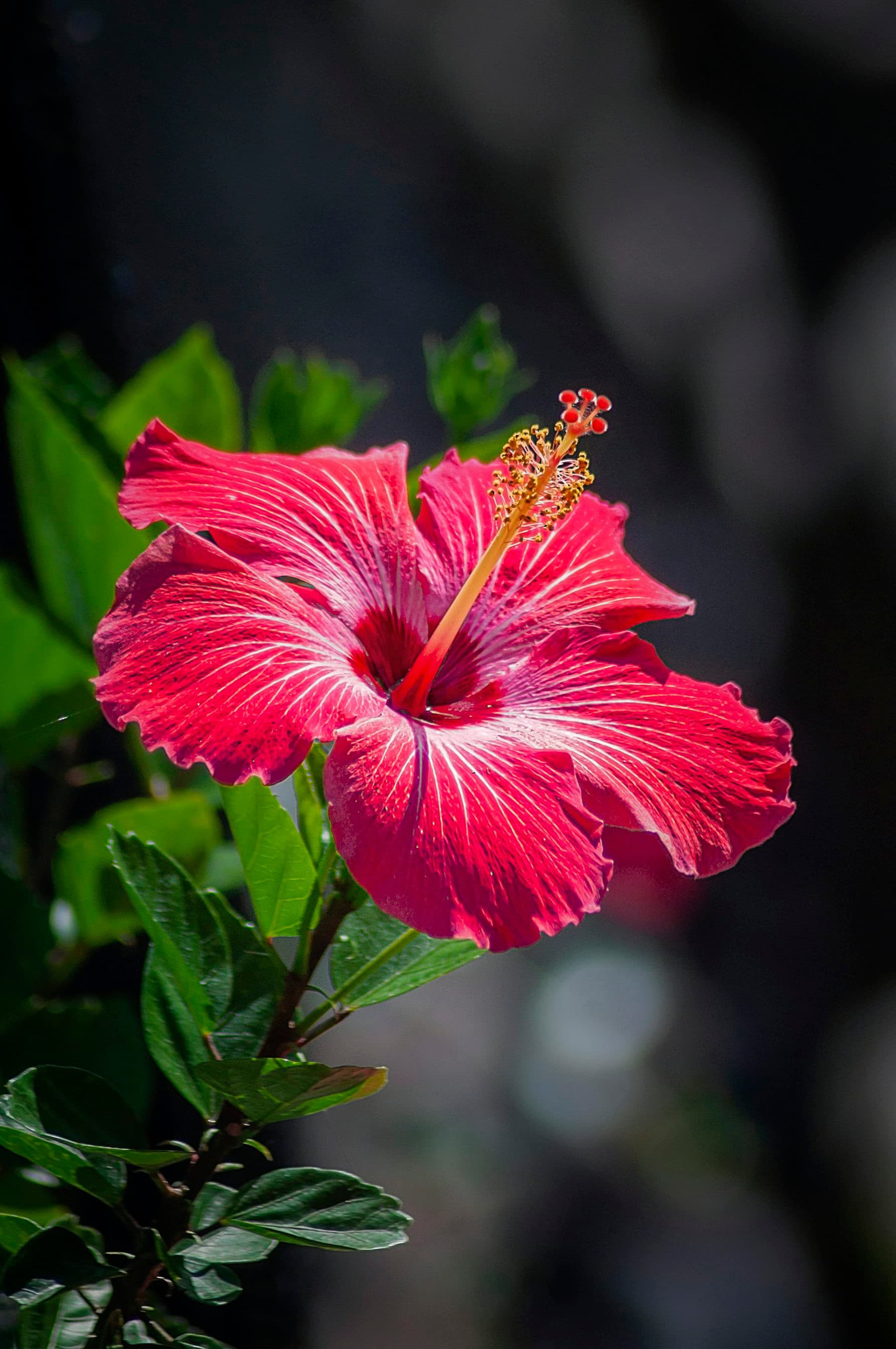 Painted Lady Hibiscus Plant