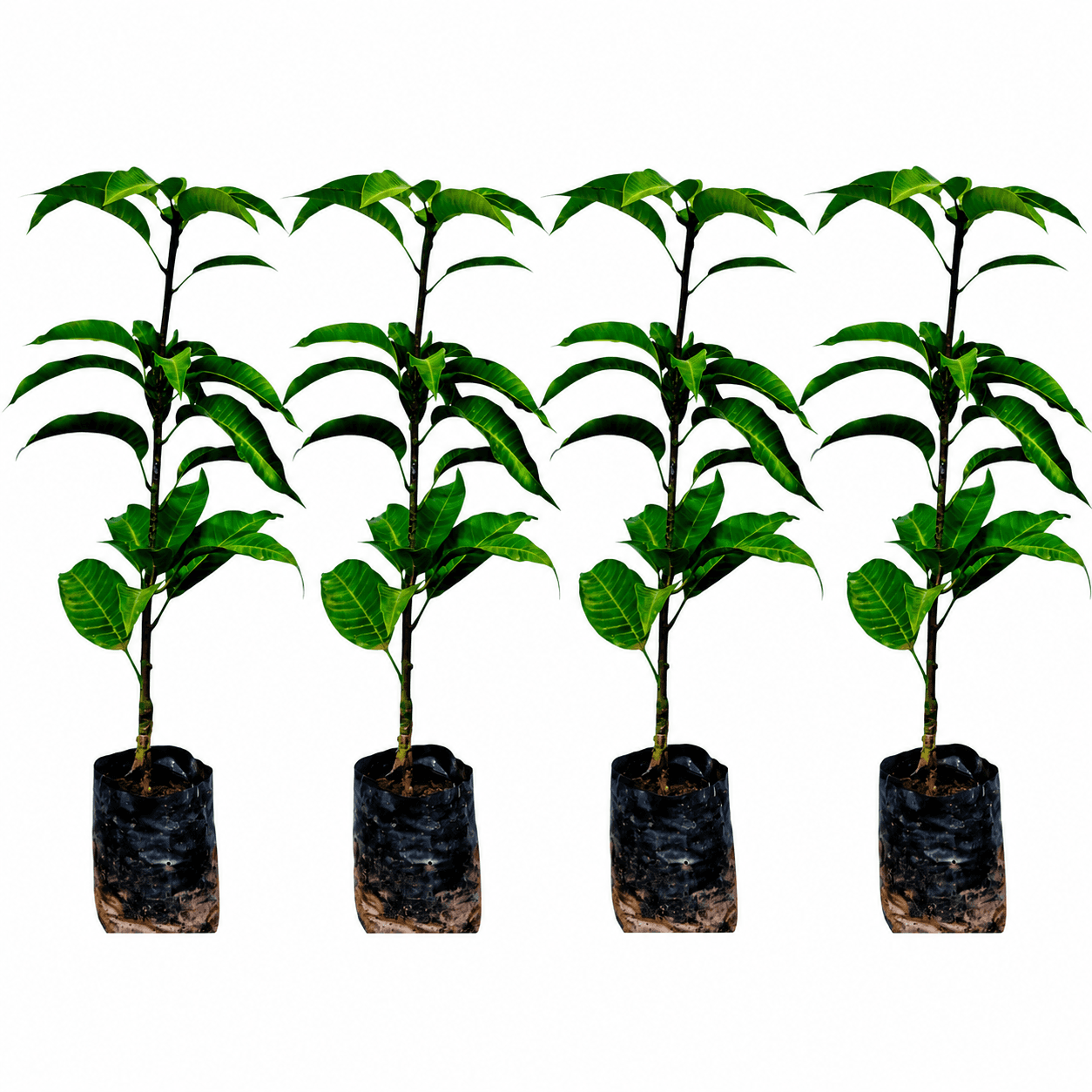 Pack Of 4