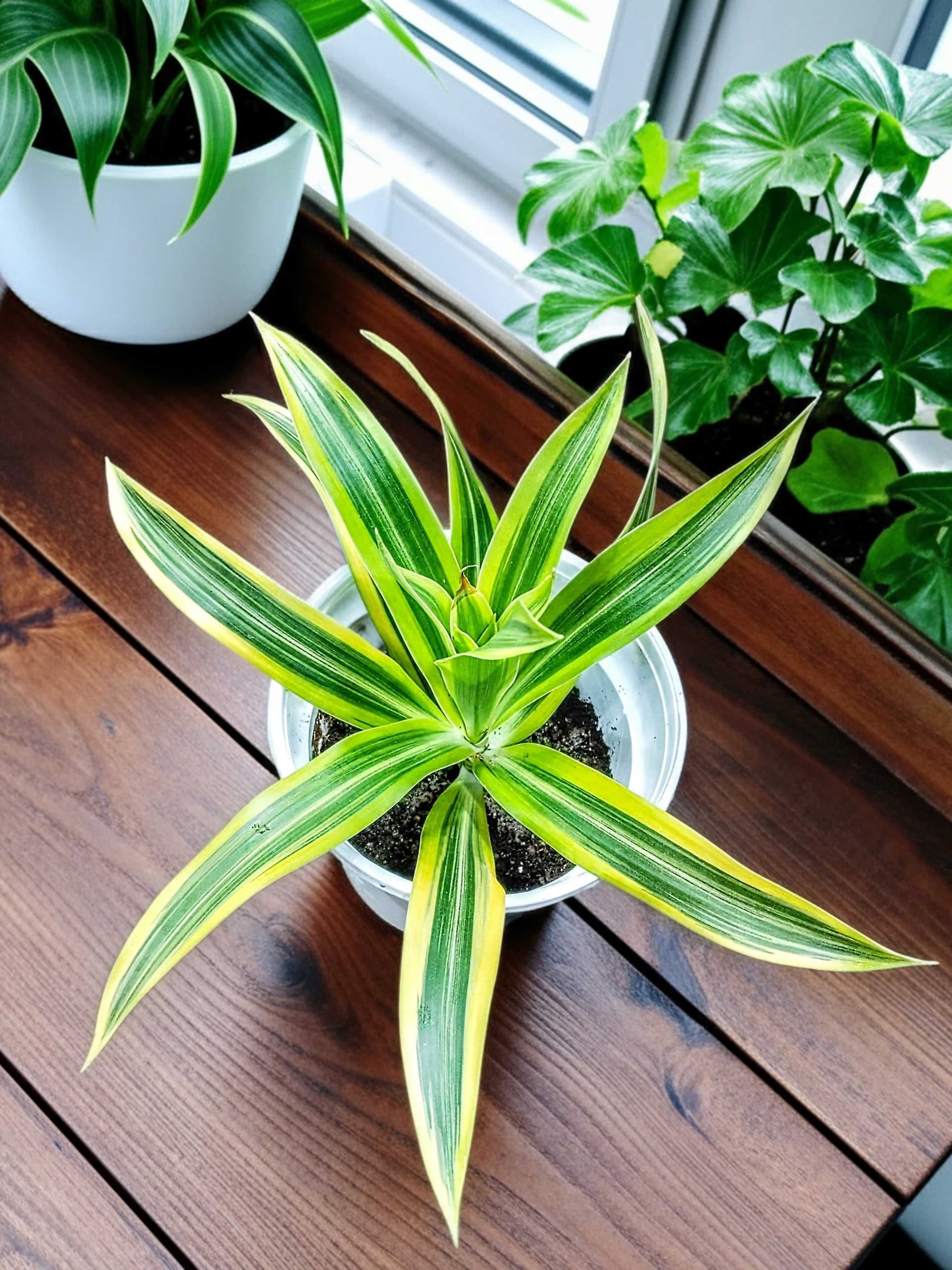 Dracaena Lemon Lime Plant