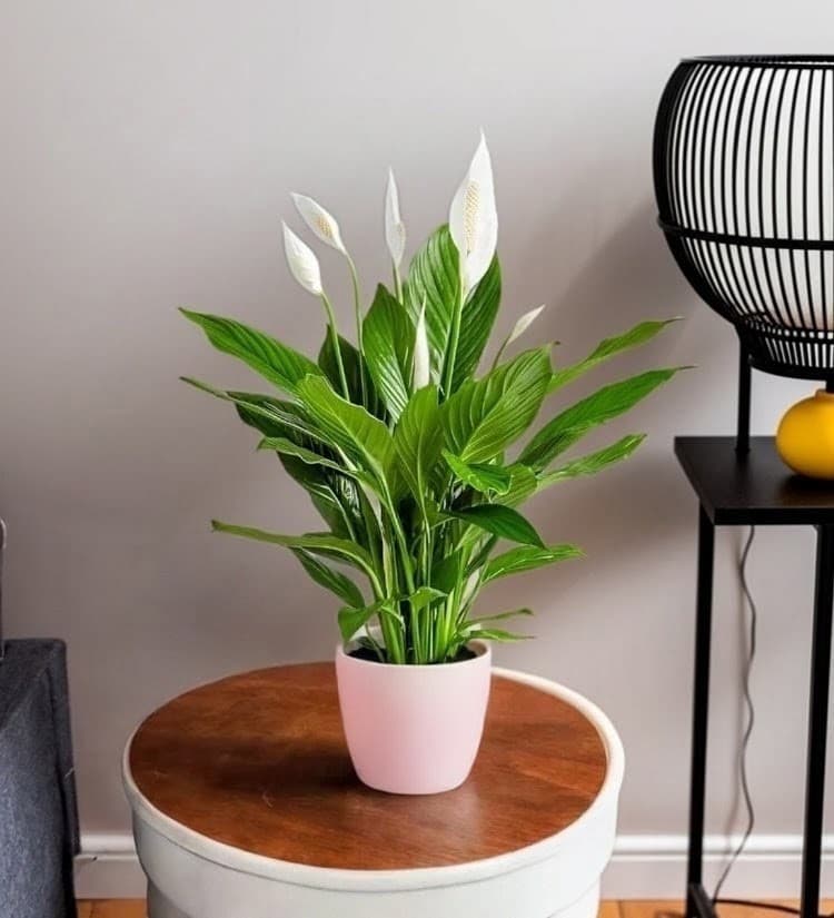 Peace Lily Plant