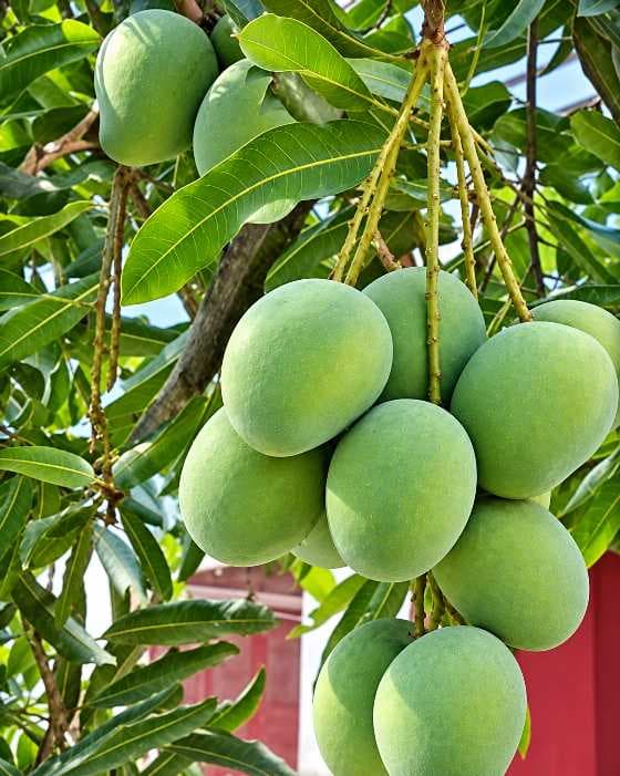 Himsagar Mango Plant