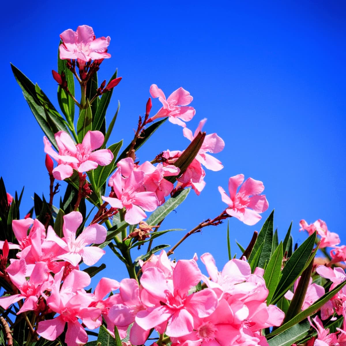 Oleander Flower Plant (Pink)