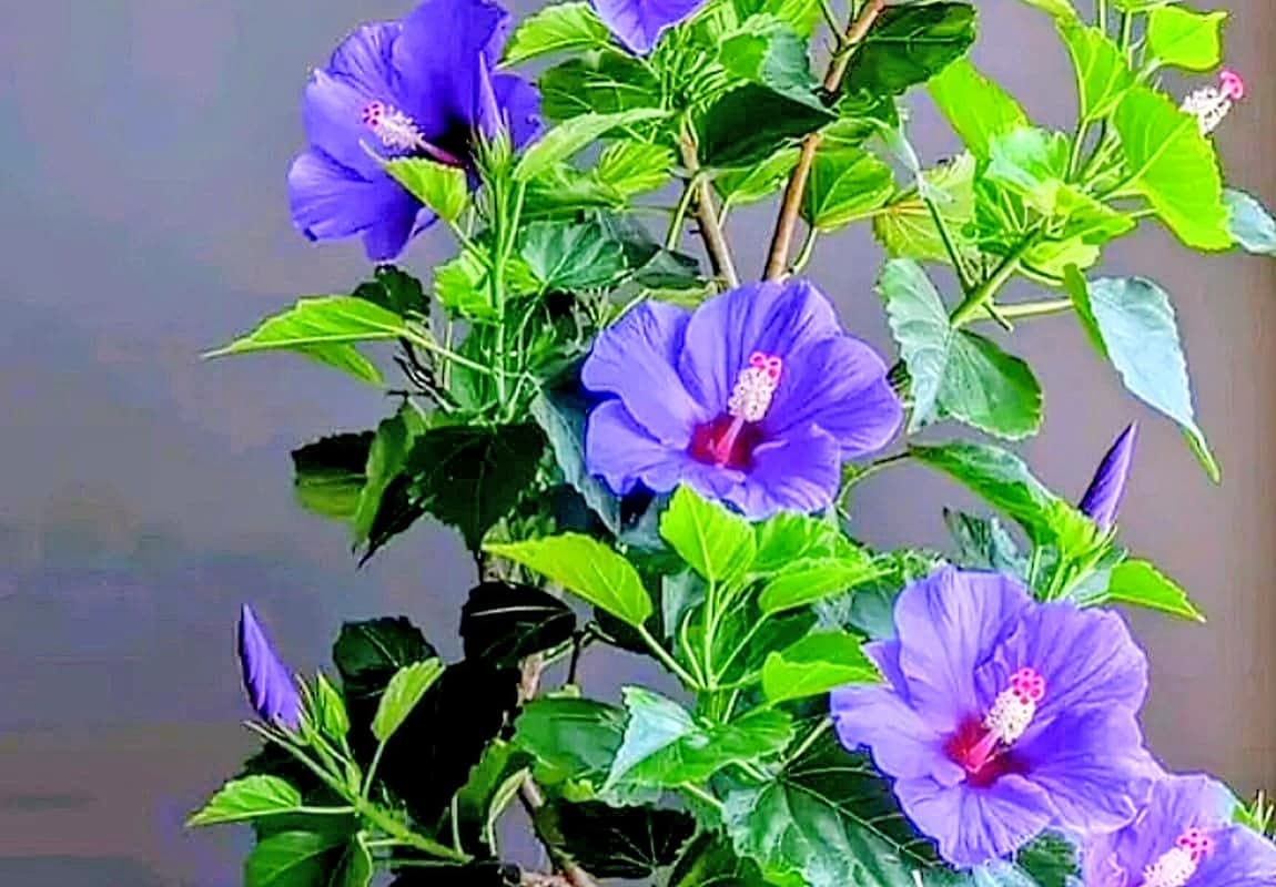 Blue Hibiscus (Nil Jaba) Plant