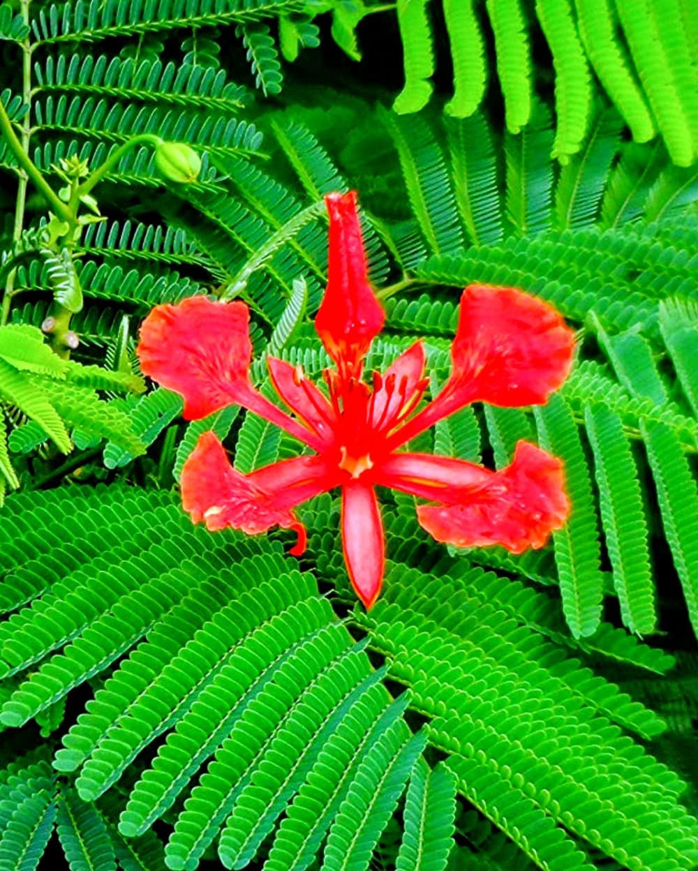 Gulmohar Plant (Pack of 10)
