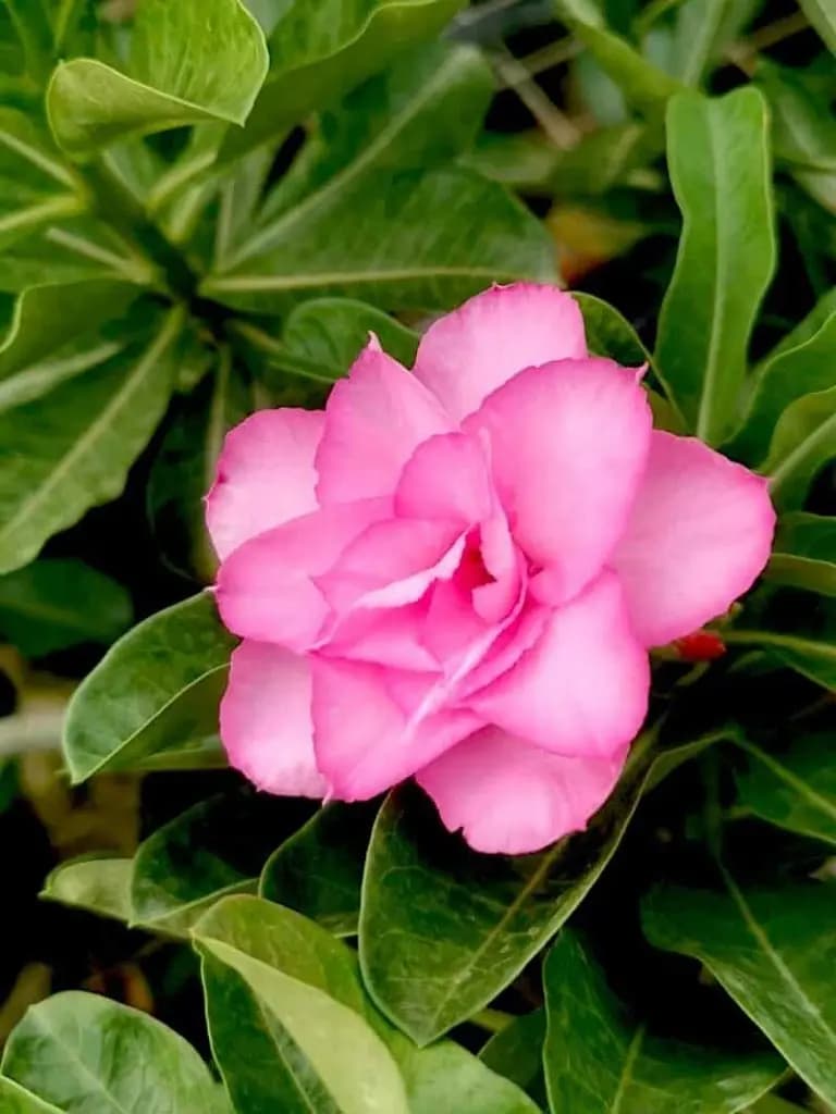 Pink Adenium Plant