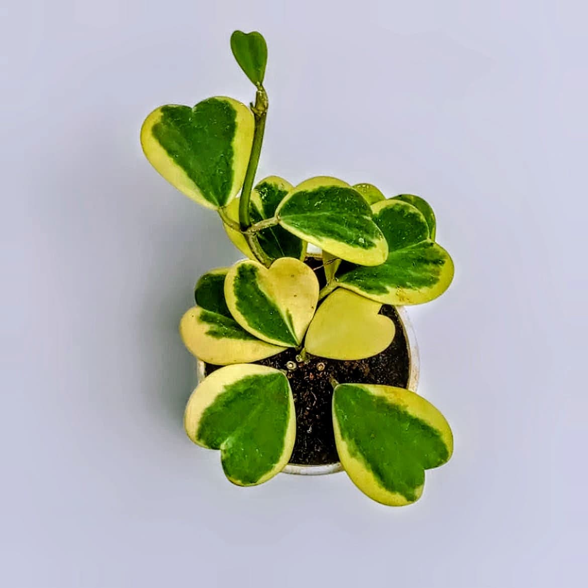 Hoya Kerrii