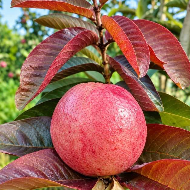Black Diamond Guava Plant