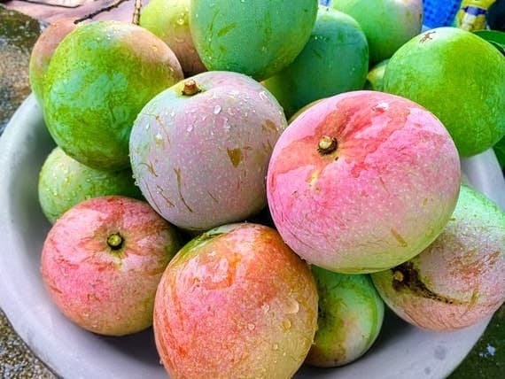 R2E2 Mango Plant