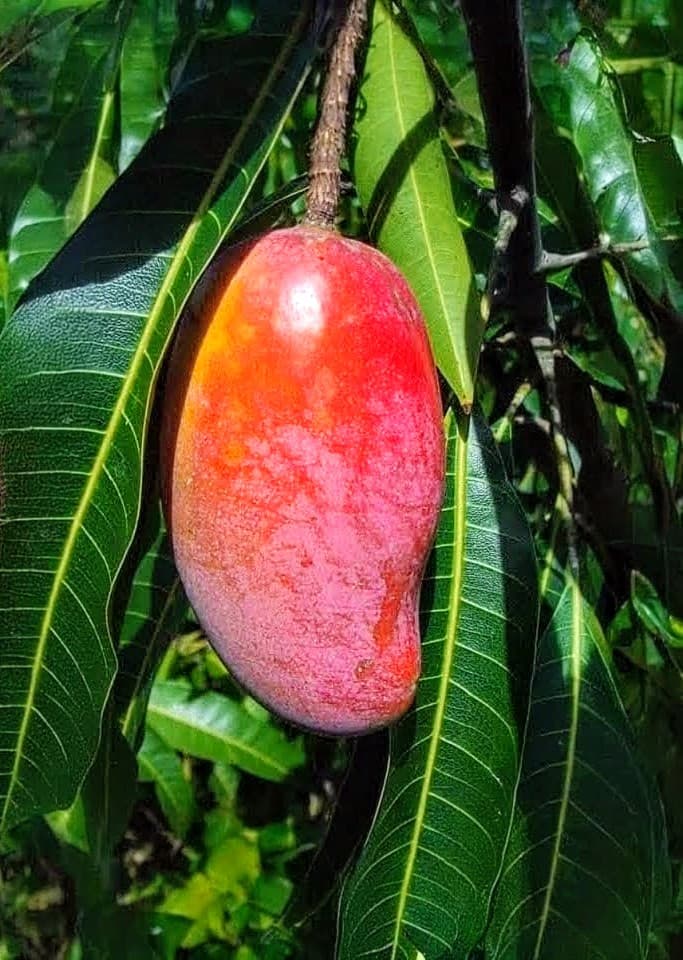 Red Ivory Mango Plant