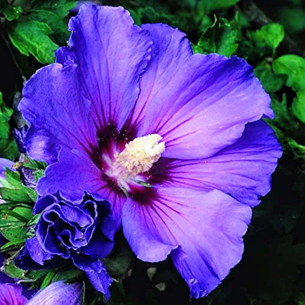 Blue Hibiscus (Nil Jaba) Plant