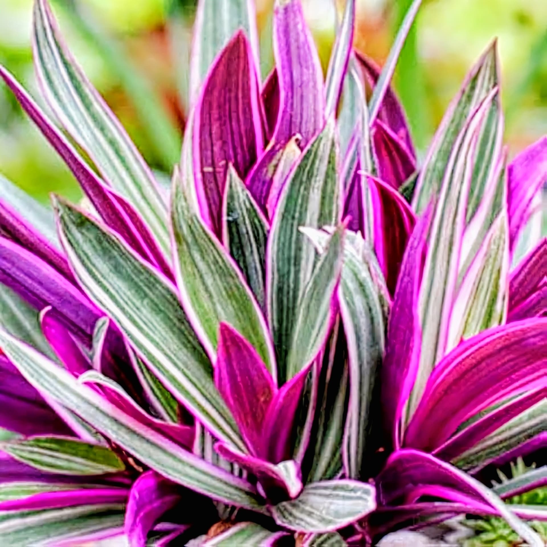Rhoeo Plant