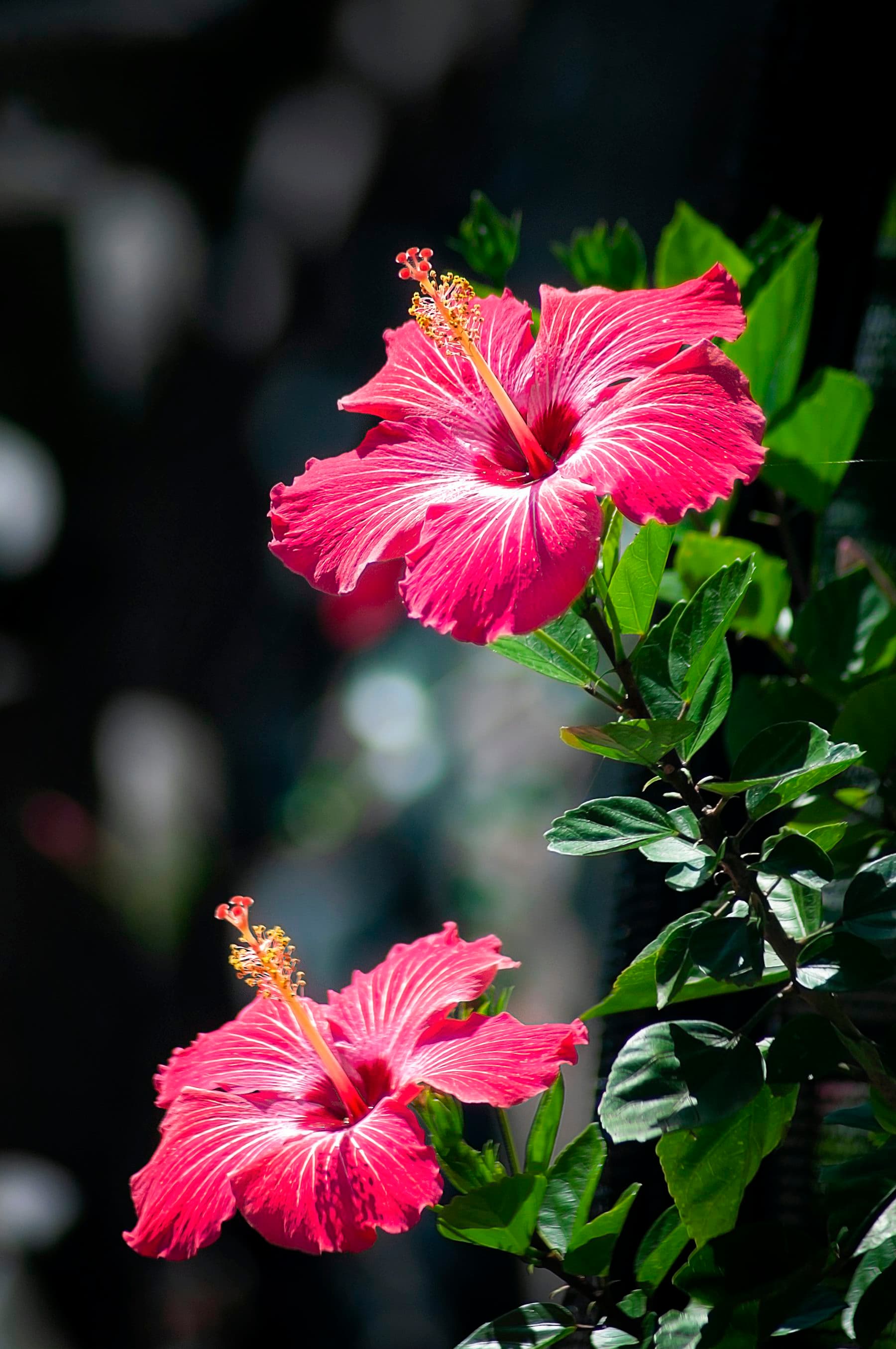 Painted Lady Hibiscus Plant