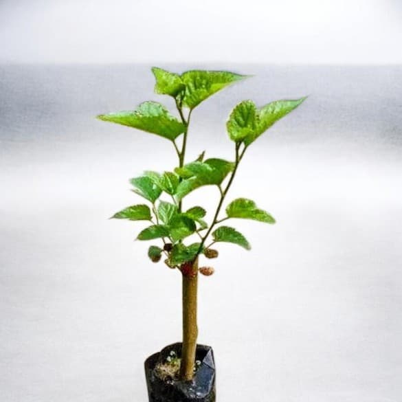 Mulberry Plant