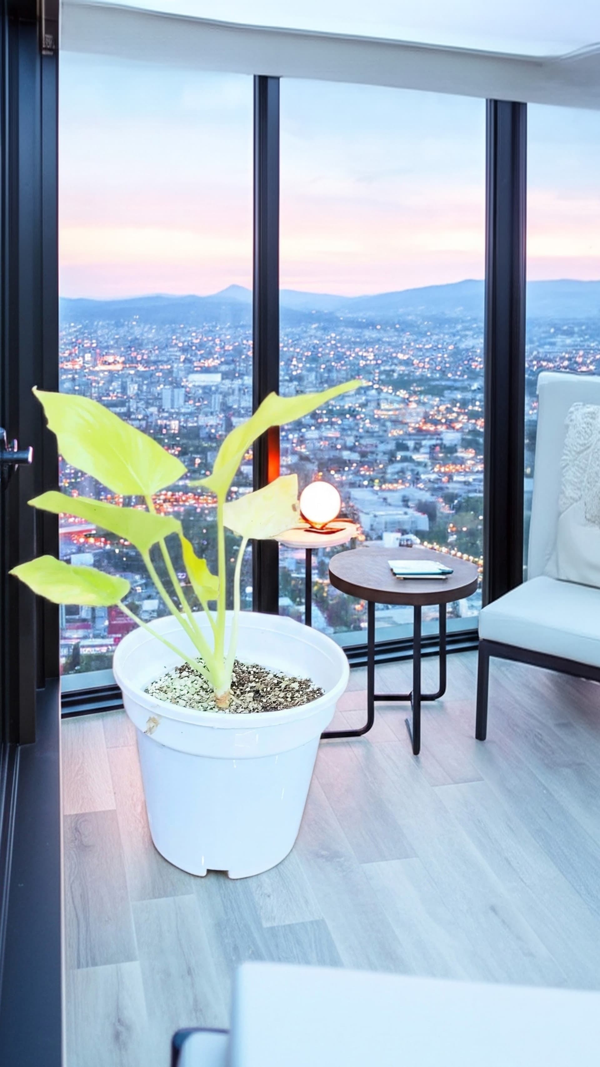 Philodendron Golden Selloum