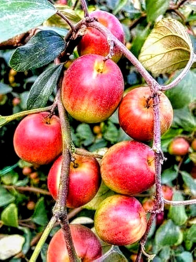 Apple Ber Plant