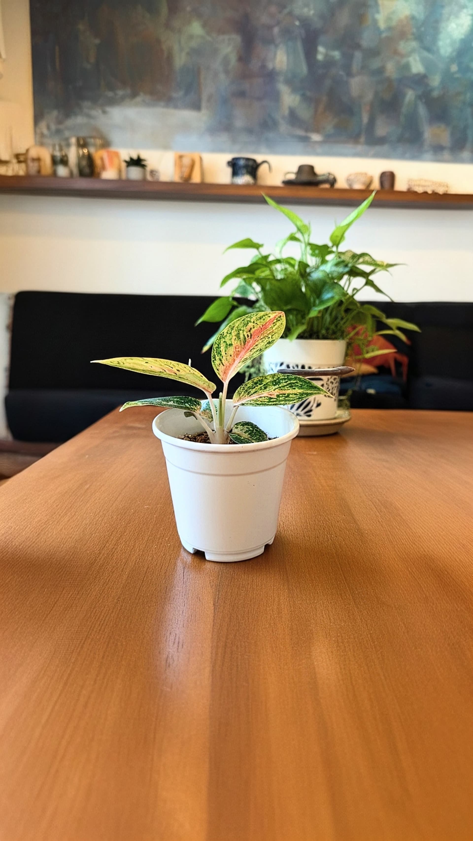 Nursery Pot