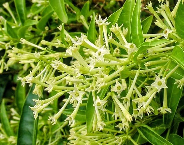 Hasna Hena Plant