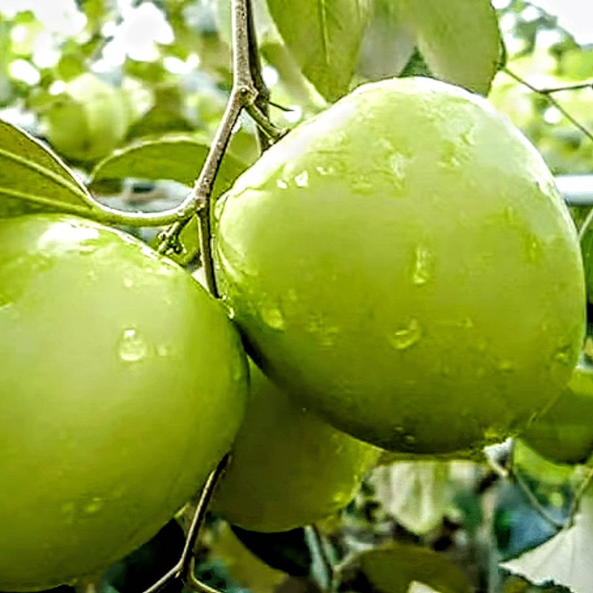 Bao Ber Plant