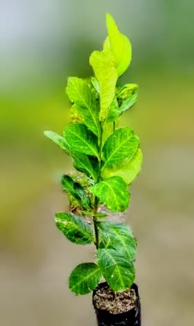 Acid Lime (Gandharaj)