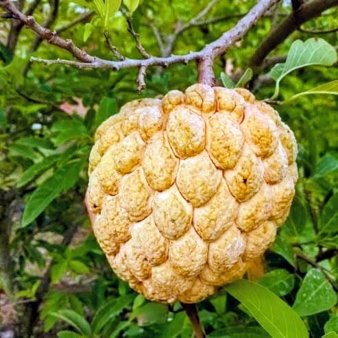 Golden Custard Apple Plant