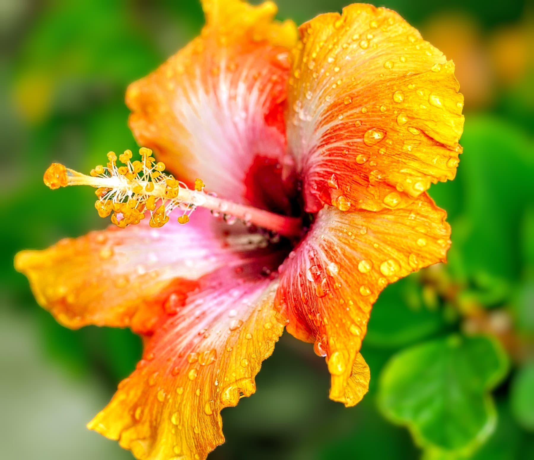 Australian Orange-Pink Hibiscus Plant