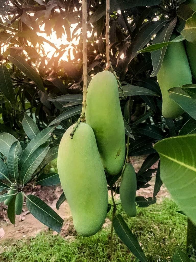 Banana Mango Plant