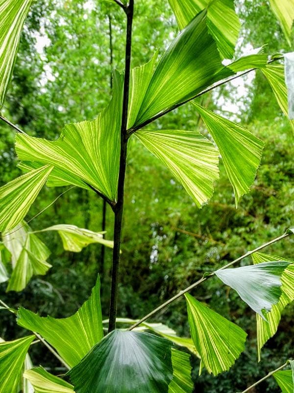 Fishtail Palm