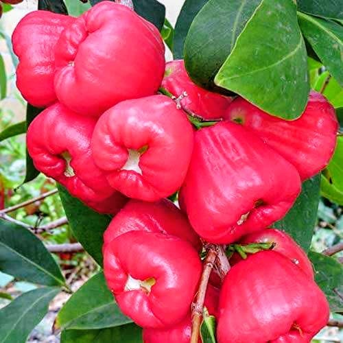 Water Apple Plant (Red)