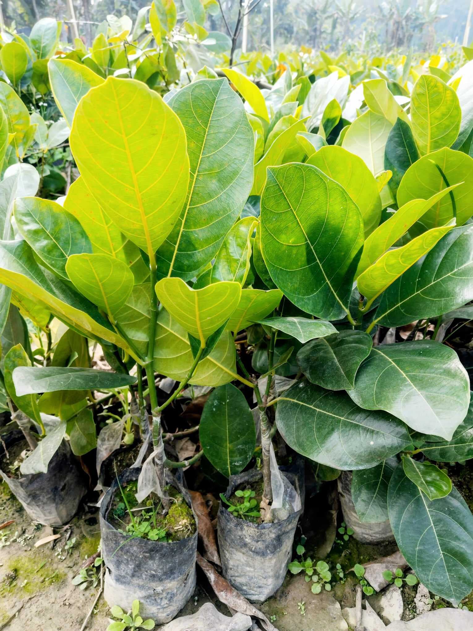 Pink Jackfruit Plant