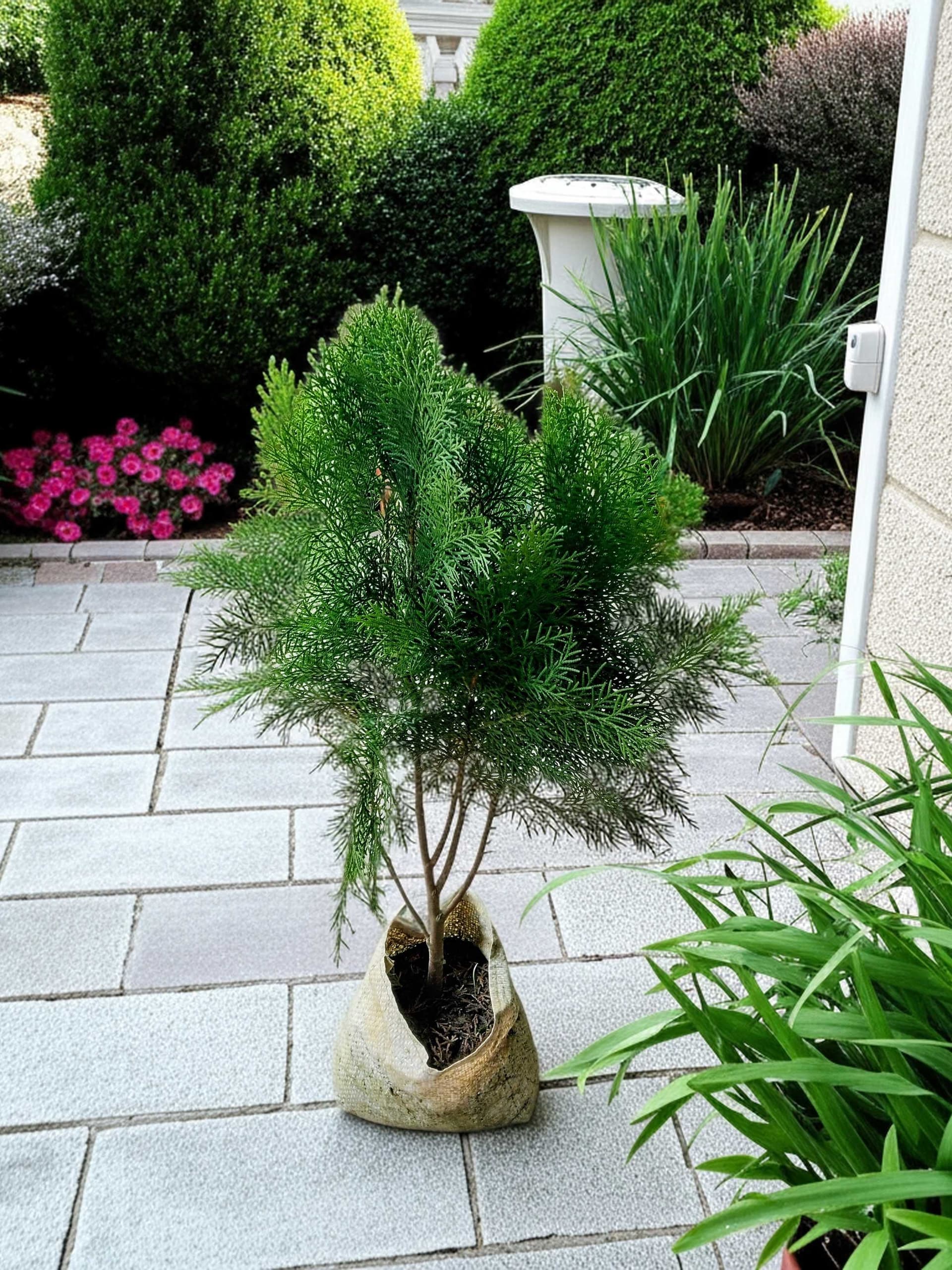Thuja Plant