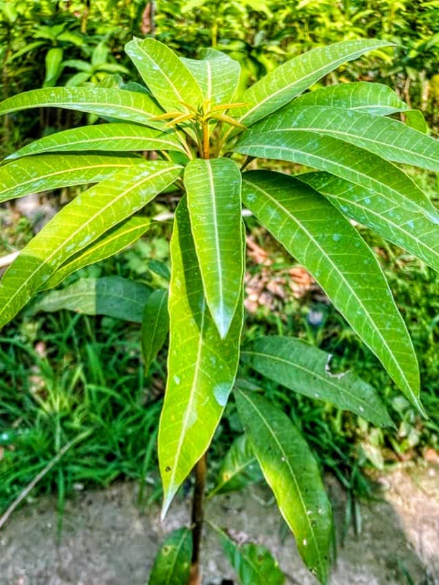 Honeydew Mango Plant
