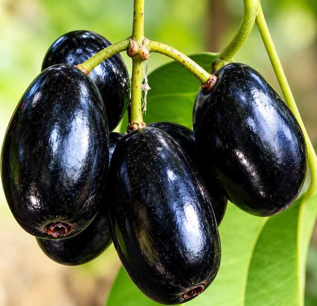 Thai King Jamun or KG 10 Jamun Plant